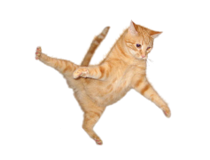 Cat Jump PNG