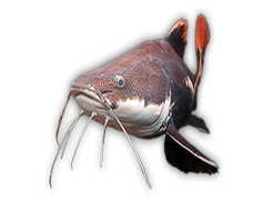 Catfish, Scales, Habitat, Freshwater, Fishing PNG