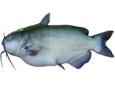 Catfish, Wildlife, Habitat, Fishing, Species PNG