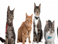Cats, Companions, Cuddly, Agile, Purring PNG