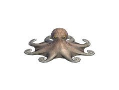 Cephalopod, Intelligence, Marine, Camouflage, Mollusk PNG