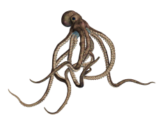 Cephalopod, Tentacles, Camouflage, Invertebrate, Intelligent PNG