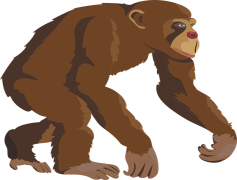 Chimpanzee, Habitat, Intelligent, Primate, Forest PNG
