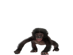 Chimpanzee, Primate, Social, Conservation, Endangered PNG