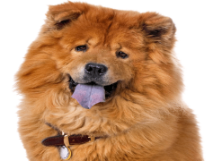 Chow Chow, Unique Appearance, Friendly Temperament, Distinctive Mane, Fluffy Canine PNG