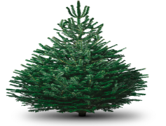 Christmas Fir Tree, Joyful Tradition, Winter Wonderland, Evergreen Beauty, Festive Decor PNG
