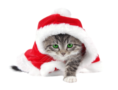 Christmas Kitten, Festive Spirit, Holiday Cheer, Seasonal Joy, Winter Cuddles PNG