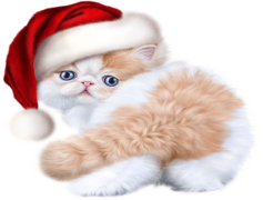 Christmas Kitten, Playful, Festive, Adorable, Cozy PNG