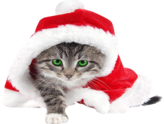 Christmas Kitten, Seasonal Magic, Feline Friend, Festive Cheer, Adorable Companion PNG