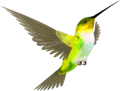 Colorful Flying Hummingbird, Tropical Habitat, Nature Beauty, Birdwatching Delight, Agile Movement PNG