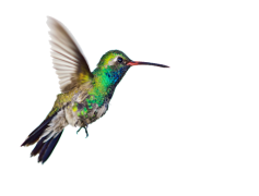 Colorful Flying Hummingbird, Wildlife Wonder, Nectar Seeker, Tropical Beauty, Nature Jewel PNG