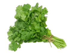 Coriander, Aromatic, Cuisine, Spice, Culinary PNG