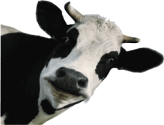 Cow Head, Livestock, Farm, Country, Rustic PNG