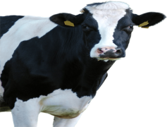 Cow Head, Rustic Decor, Beef Industry, Farm Life, Animal Portrait PNG