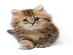 Cute Cat, Charming Pet, Playful Kitten, Fluffy Companion, Purring Pal PNG
