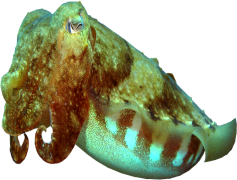 Cuttlefishes, Marine Life, Intelligent Animals, Ocean Creatures, Camouflage PNG