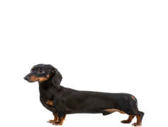 Dachshund, Animal, Canine, Dog, Pet PNG