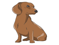 Dachshund, Breed, Small, Companion, Dog PNG
