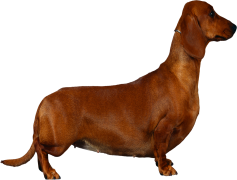 Dachshund, Pet, Breed, Companion, Long PNG