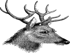 Deer Head, Antlers, Nature, Decor, Rustic PNG