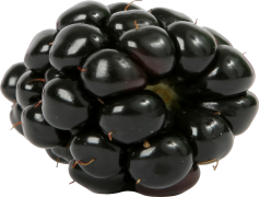 Dewberry, Culinary, Berry, Nature, Fruit PNG