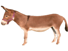 Donkey, Farm, Work, Strong, Animal PNG