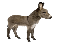 Donkey, Gentle, Equestrian, Load-Bearing, Mammal PNG