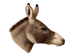 Donkey, Mammal, Strength, Braying, Domesticated PNG