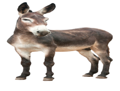 Donkey, Nature, Friend, Farm, Mammal PNG