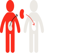 Donor, Supporter, Charity, Giver, Contribution PNG