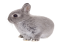 Easter Rabbit Transparent PNG