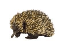 Echidna, Australia, Nocturnal, Egg-laying, Ants PNG