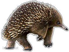 Echidna, Mammal, Species, Unique, Spiny PNG