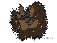 Echidna, Unique, Australia, Wildlife, Egg-Laying PNG