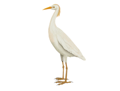 Egret Bird, Graceful, Long-Necked, Elegant, White PNG