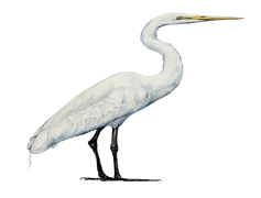 Egret Bird, Graceful Stance, Fishing Behavior, White Plumage, Shoreline Bird PNG