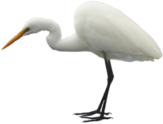 Egret Bird, Long Legs, White Feathers, Graceful Movement, Wetlands Habitat PNG