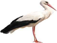 Egret Bird, Long Legs, White Plumage, Social Behavior, Wading Bird PNG