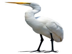 Egret Bird, Wading, Long Neck, White Feathers, Elegant PNG