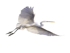 Egret Bird, Wading, Nature, White, Wildlife PNG