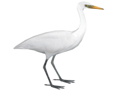 Egret Bird, Wading, Wildlife, Habitat, Graceful PNG