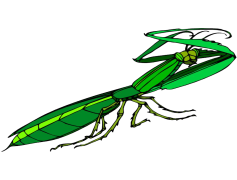 European Mantis, Camouflage, Predator, Insect, Green PNG