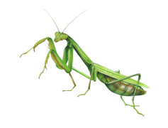 European Mantis, Grasshopper, Camouflage, Insect, Green PNG