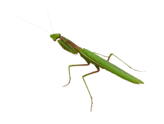 European Mantis, Green, Europe, Praying Mantis, Grasslands PNG