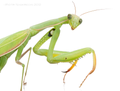 European Mantis, Green, Predator, Behavior, Species PNG