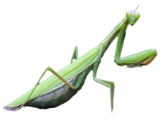 European Mantis Insect, Agile Hunter, Insectivore Species, Antennae Sensory Organs, Predatory Bug PNG