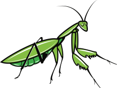 European Mantis, Insect, Entomology, Green, Habitat PNG