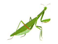 European Mantis Insect, Natural Habitat, Insect Species, Camouflage, Entomology Study PNG