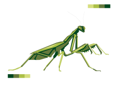 European Mantis Insect, Predator Insect, Mantodea Order, Praying Mantis, Insect Species PNG