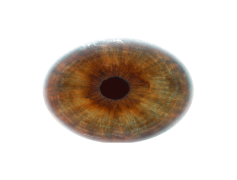 Eye Ball, Pupil, Optics, Anatomy, Sphere PNG